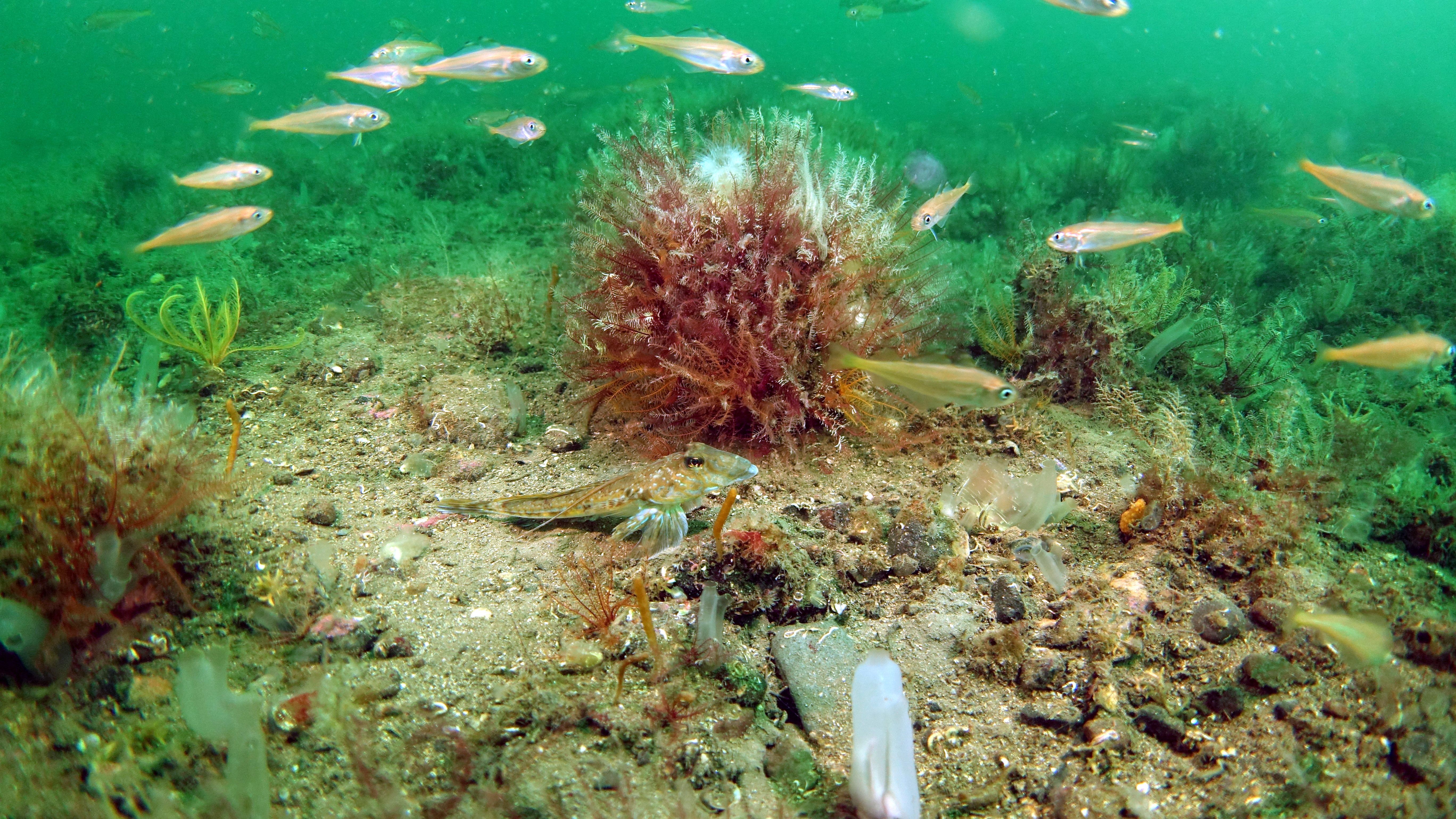 Dragonette and juvenile whiting, photographed by Howard Wood / COAST