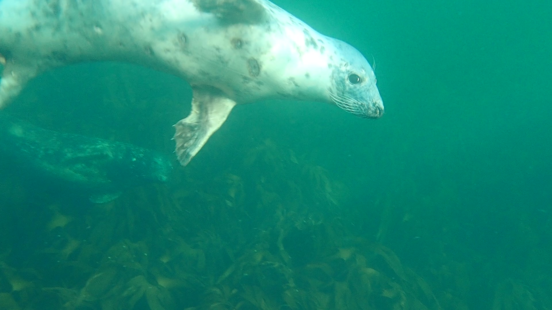 Seals encountered during the swim around the Isle of Arran