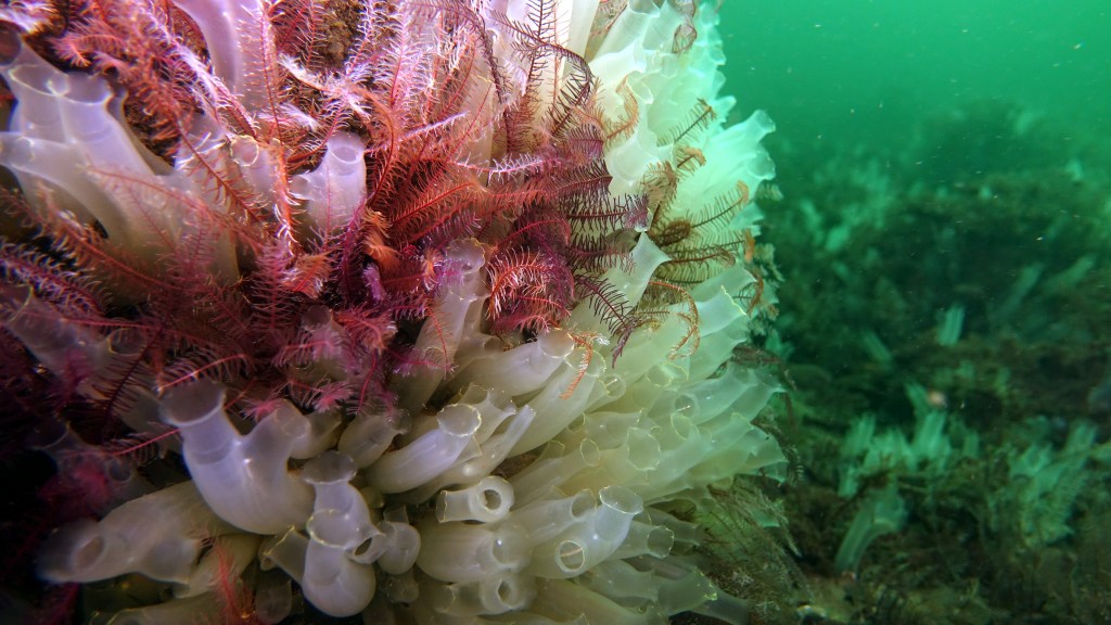 Sea squirts and feather stars photographed underwater around the Isle of Arran
